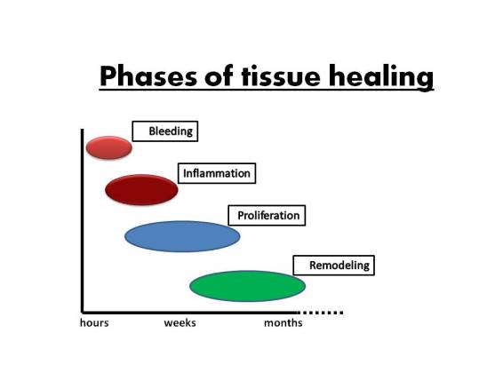 tissue-healing-eng